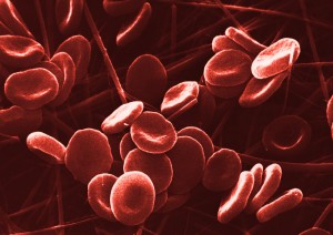 Normales menschliches Blut mit roten Blutkörperchen. 
